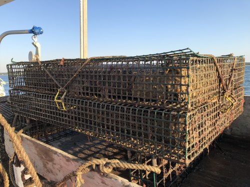 Two stacked oyster trays holding oysters.